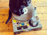 Le tourne-disque pour chat existe vraiment ! Et il tourne même…